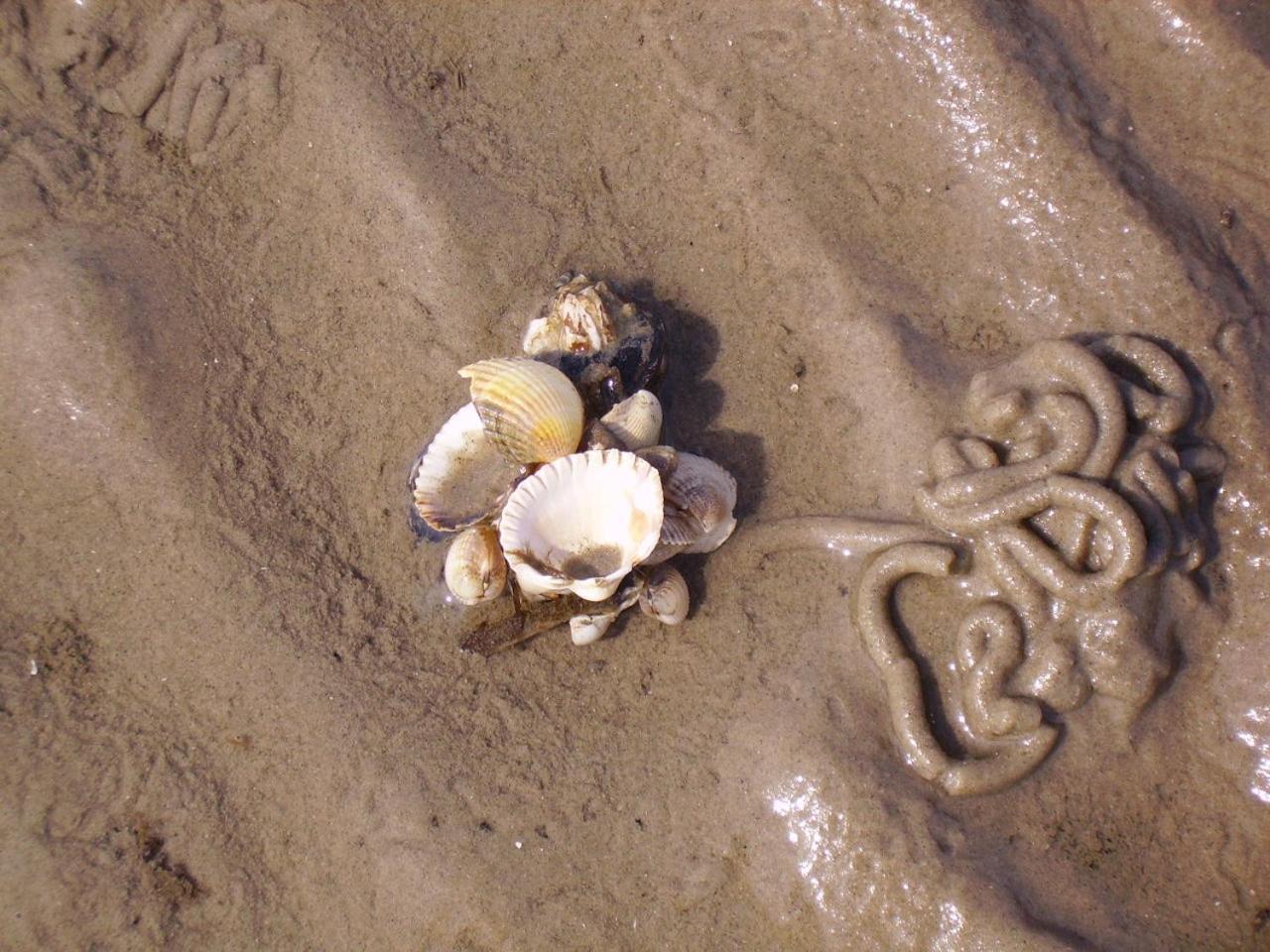 Nordsee Lodge Pellworm Bagian luar foto